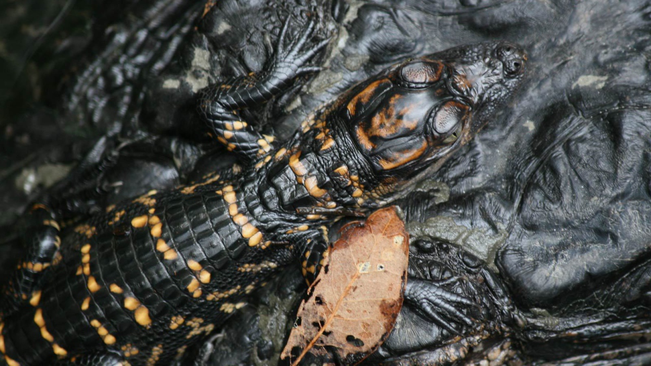 Маленький крокодил на голове мамы