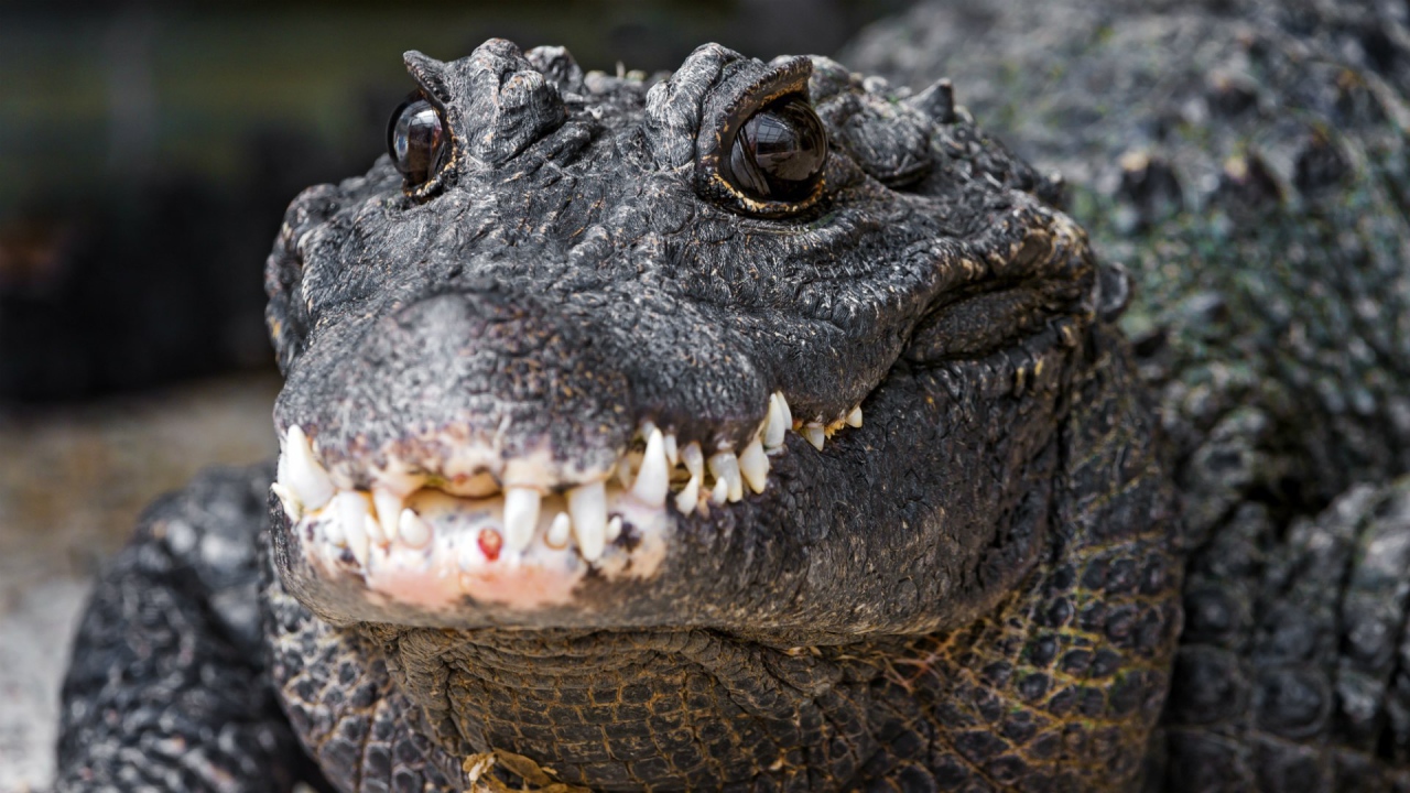 Зубы нильского крокодила
