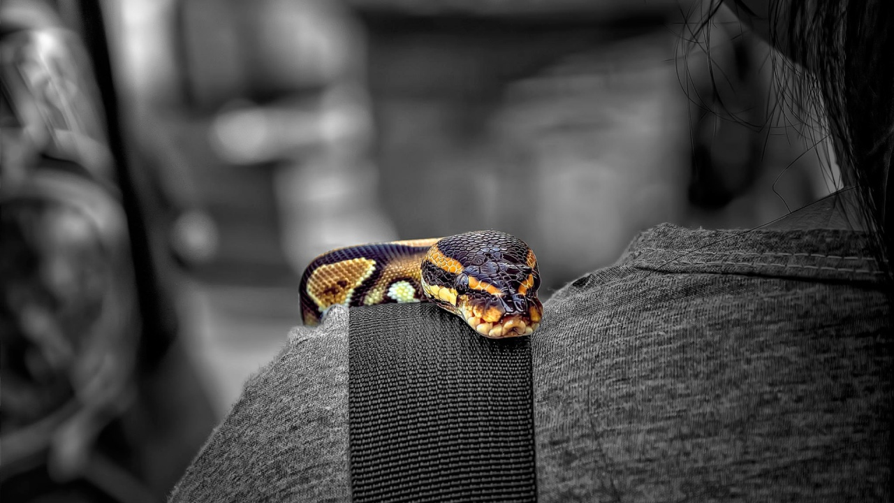 Змея на плече