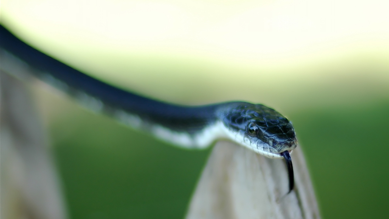 Змея высунула язык