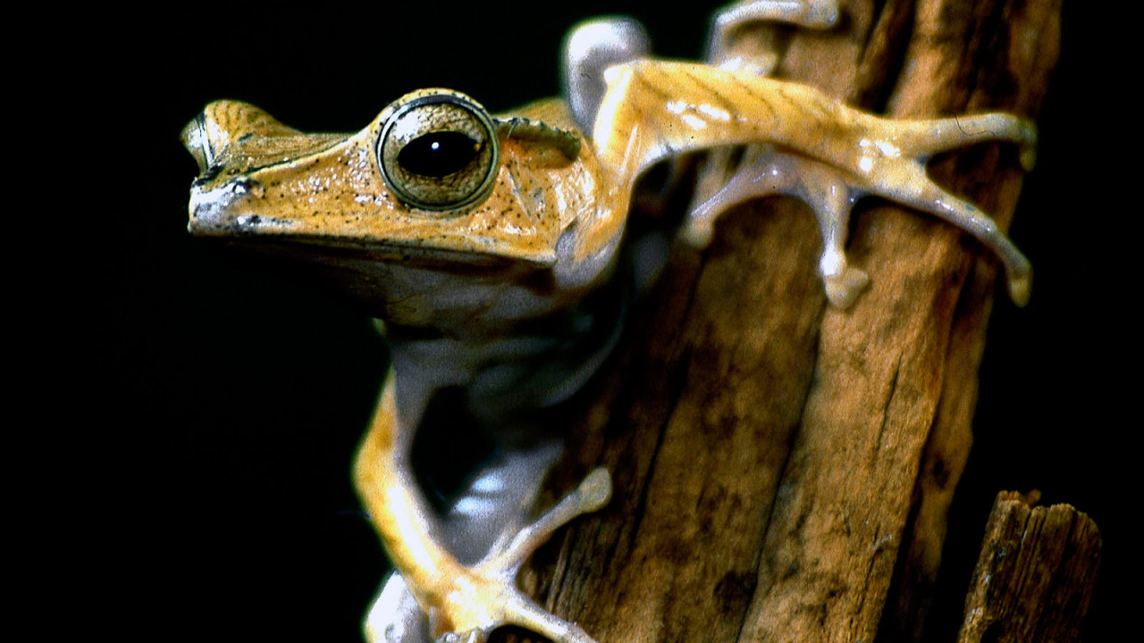 Древесная лягушка на ветке