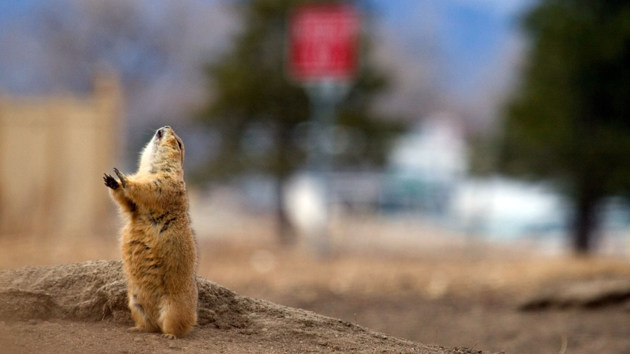 Суслик потягивается