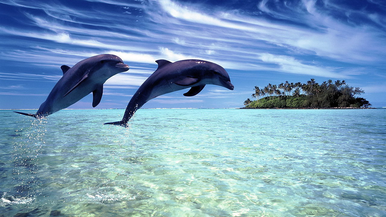 Пара дельфинов выпрыгнули из воды