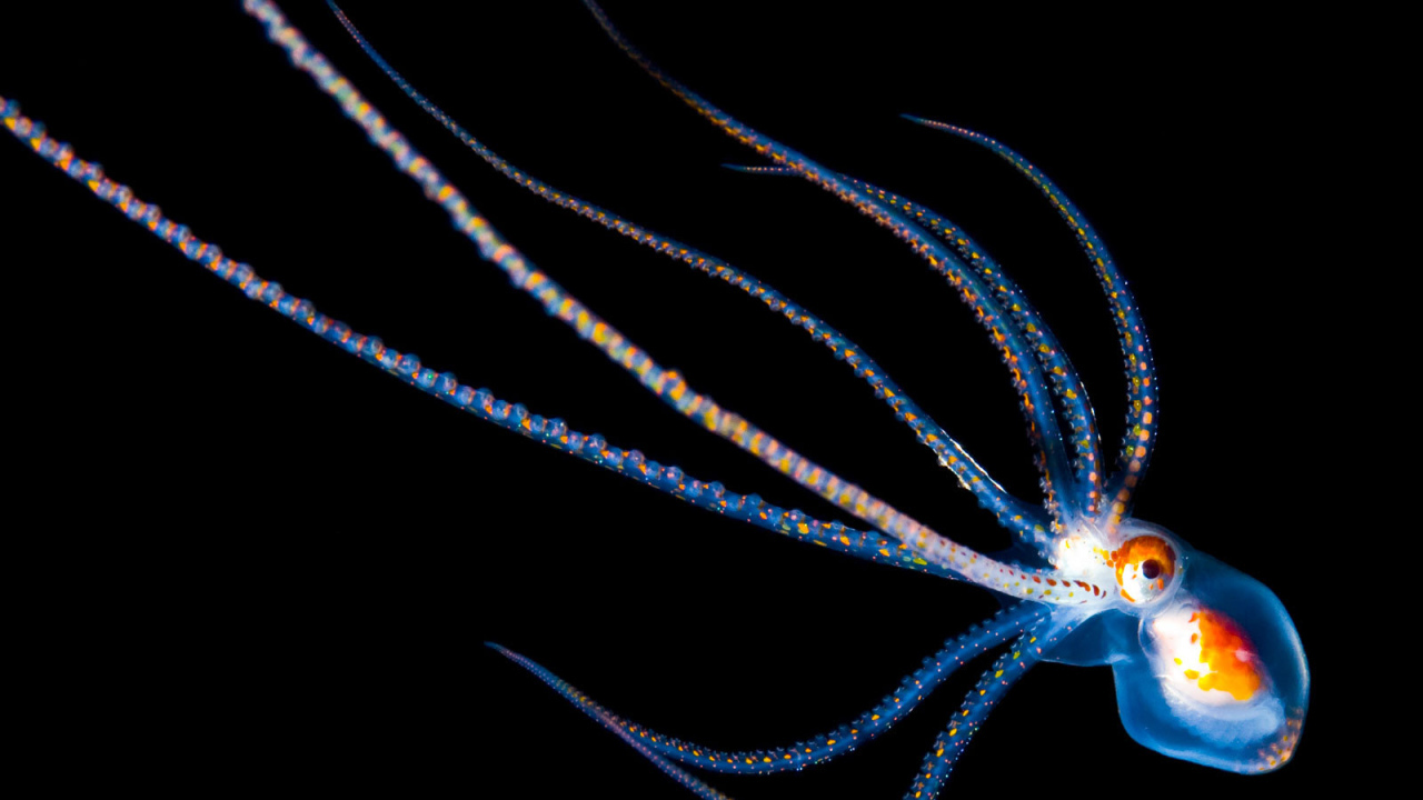 Детеныш осьминога