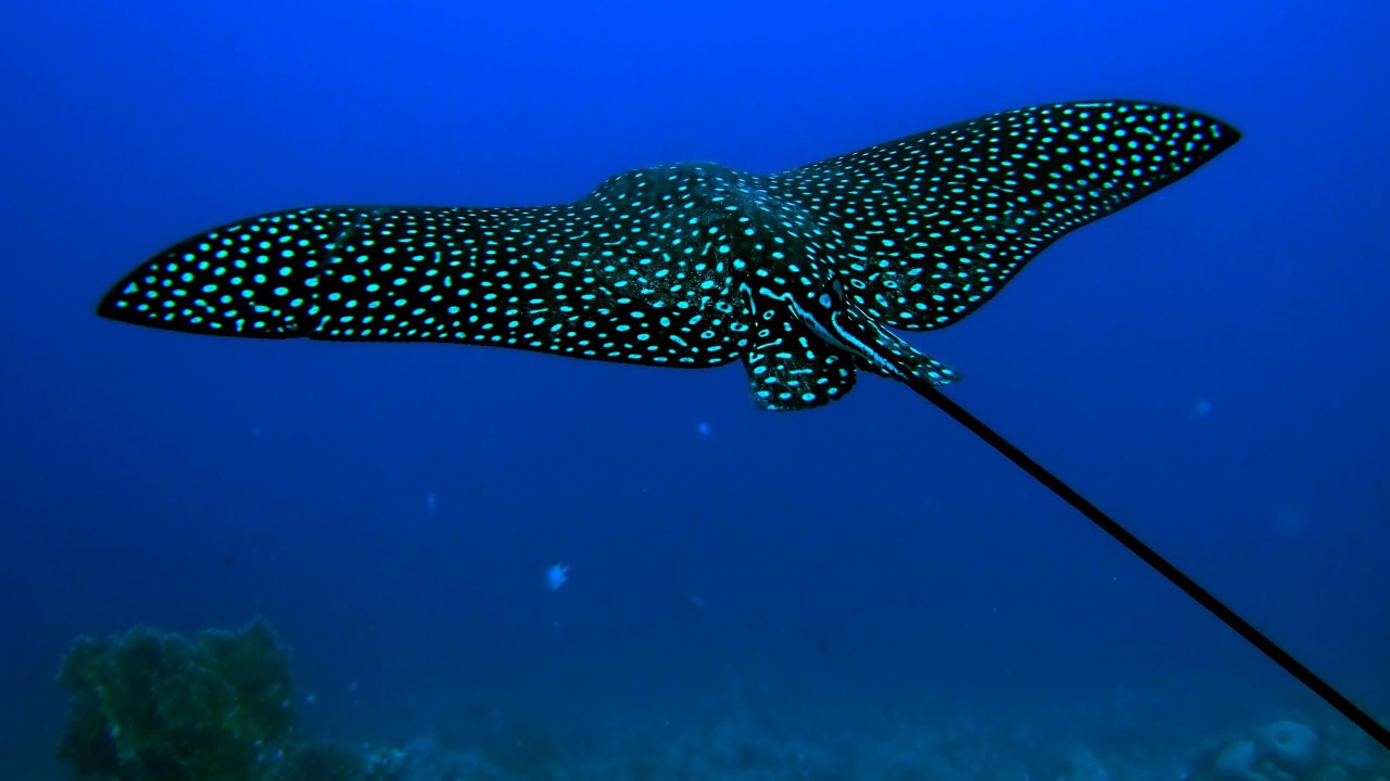 Черный скат стингрей