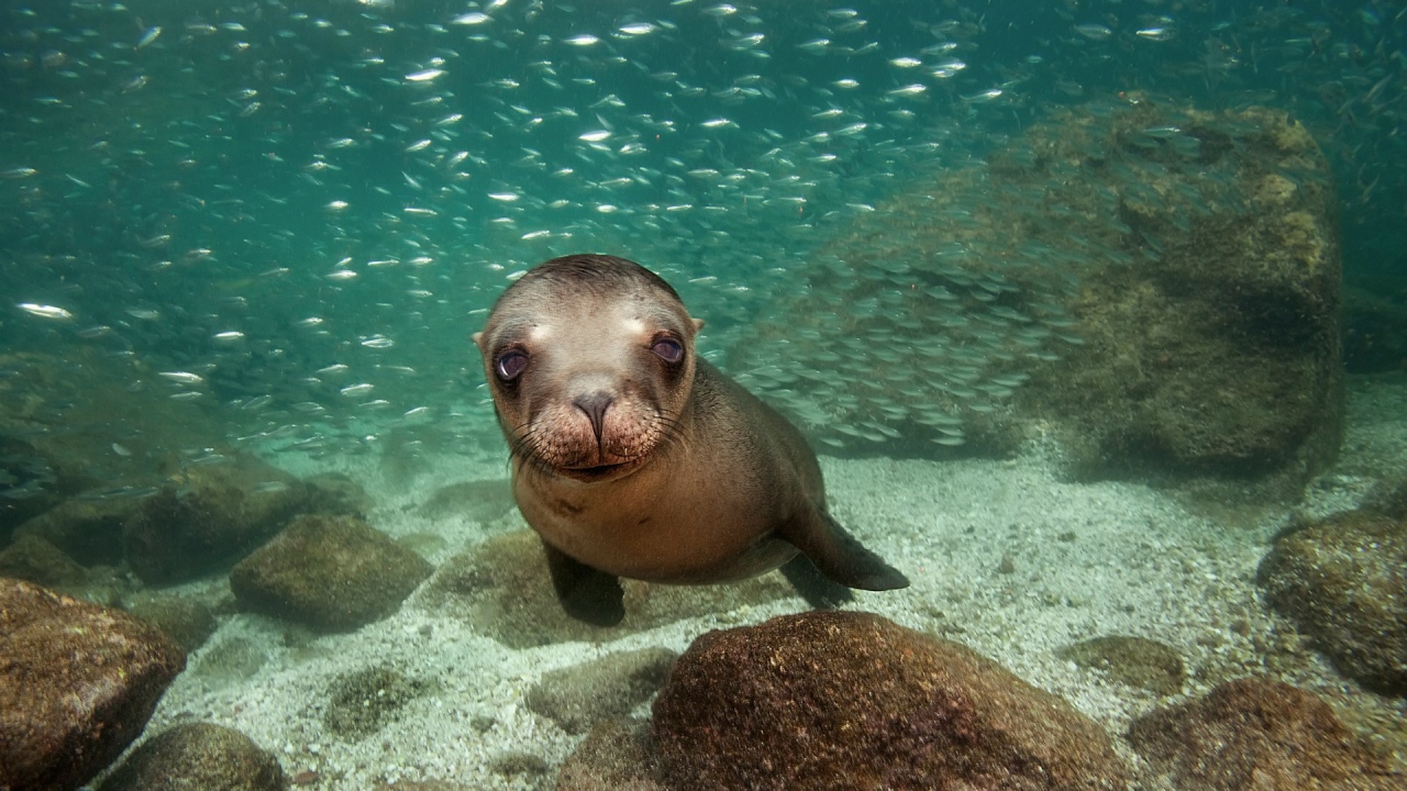 Калифорнийский морской лев
