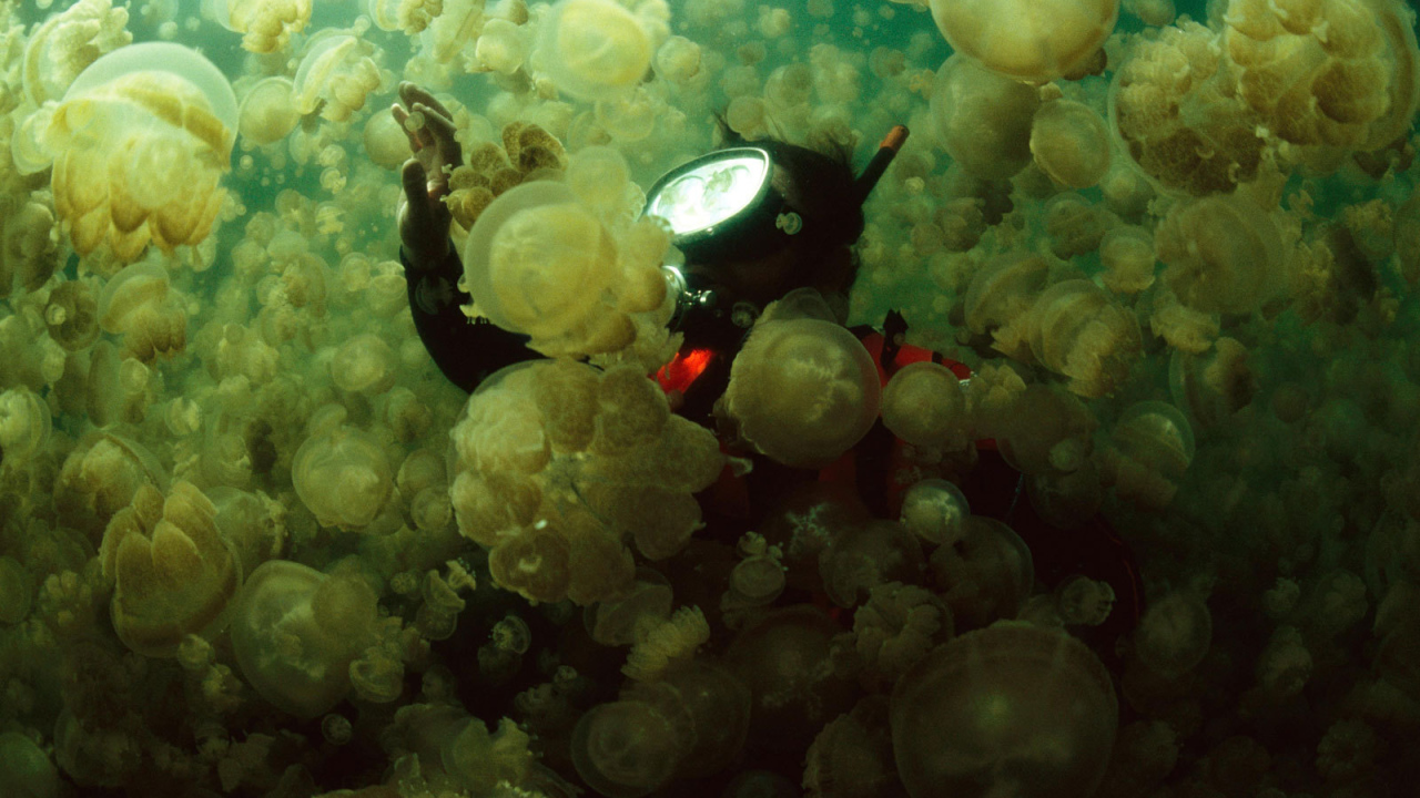 Водолаз в стае медуз
