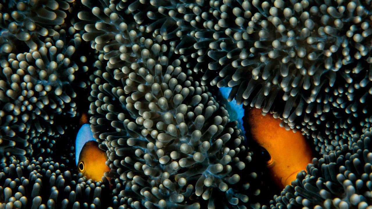 Рыбы прячутся в коралах