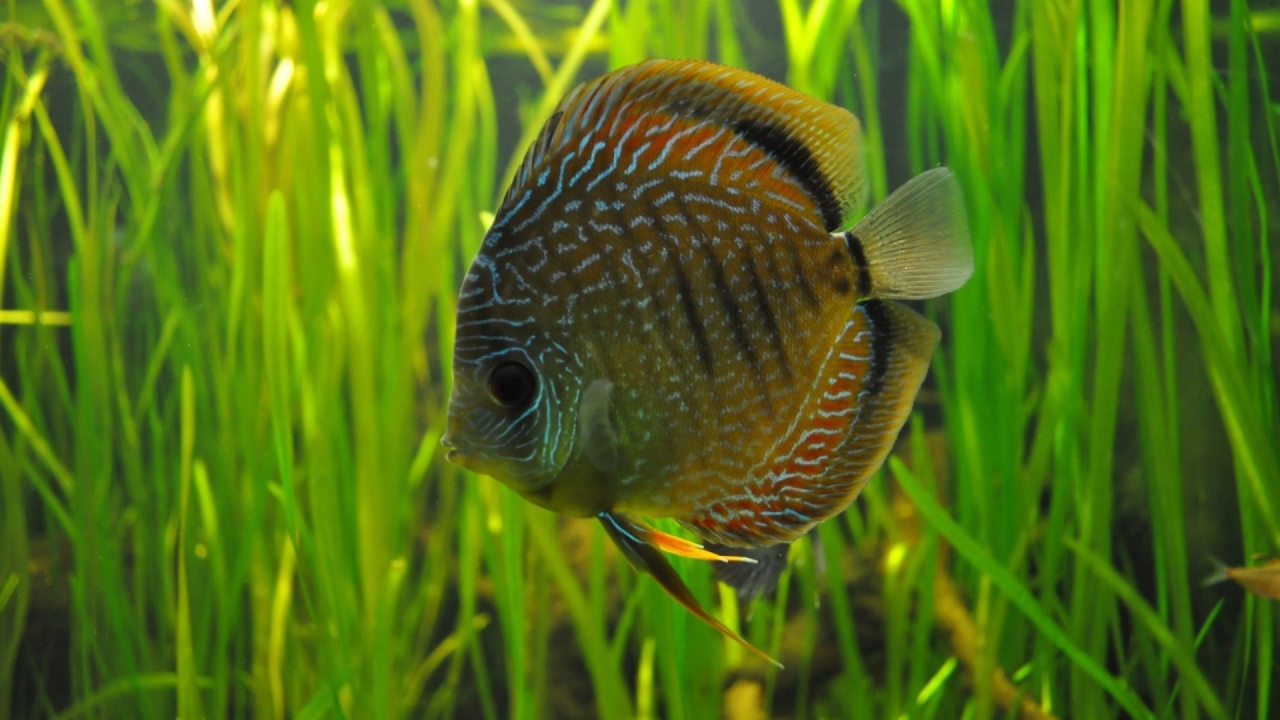 Рыбка на фоне водорослей в аквариуме