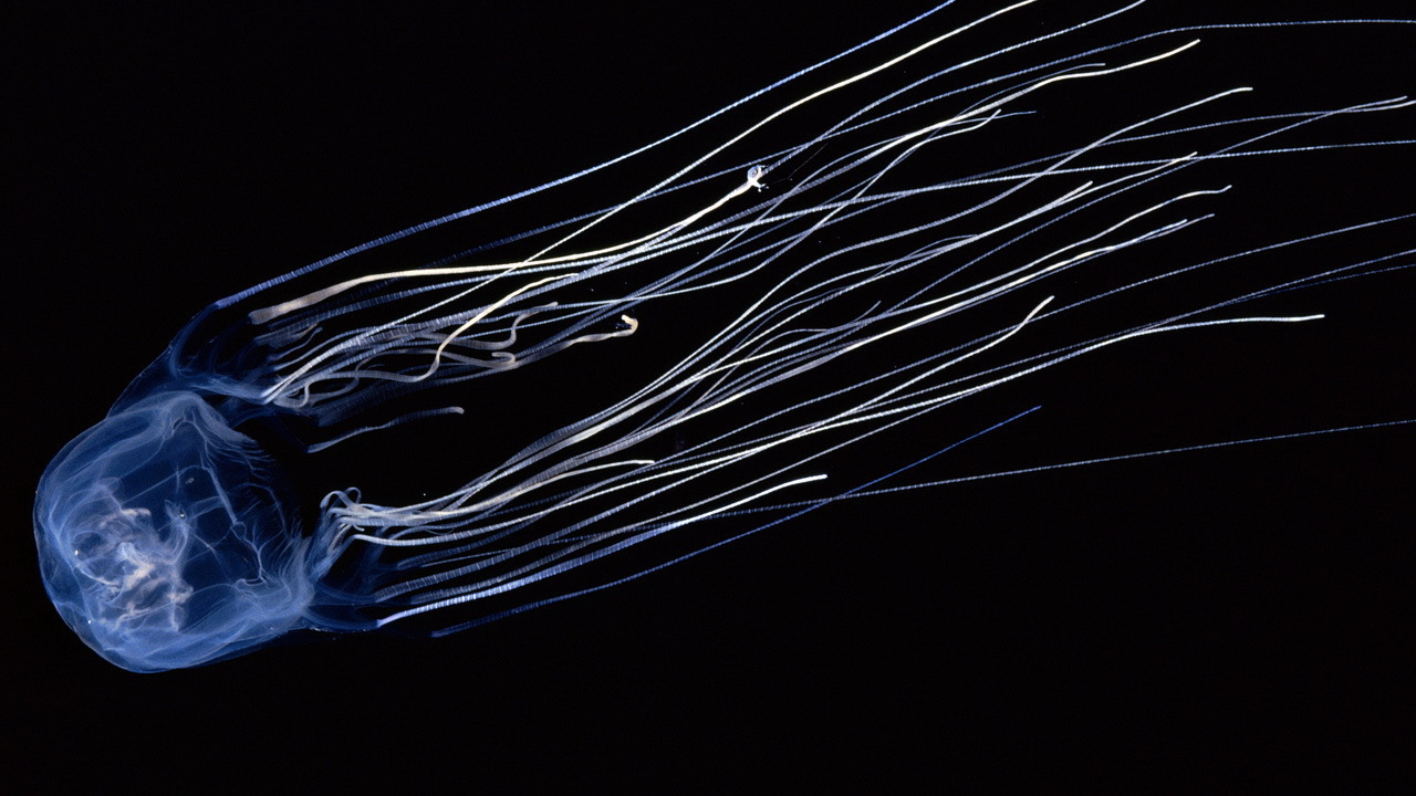 Светящаяся медуза