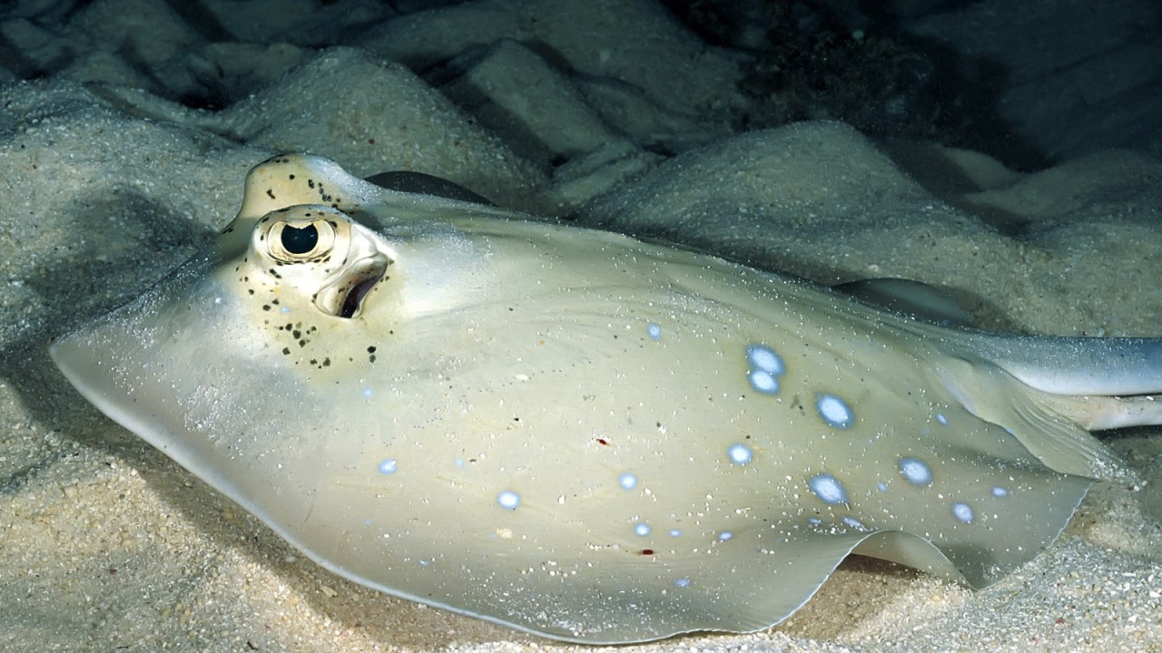 Серый скат на песчаном дне моря