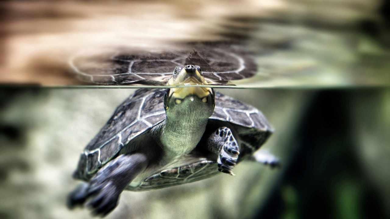 Нос черепахи торчит из воды