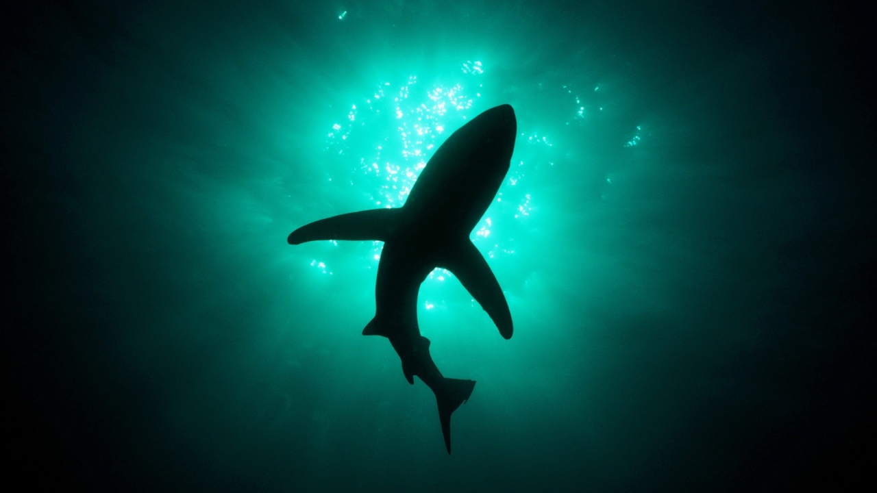 Силуэт акулы под водой