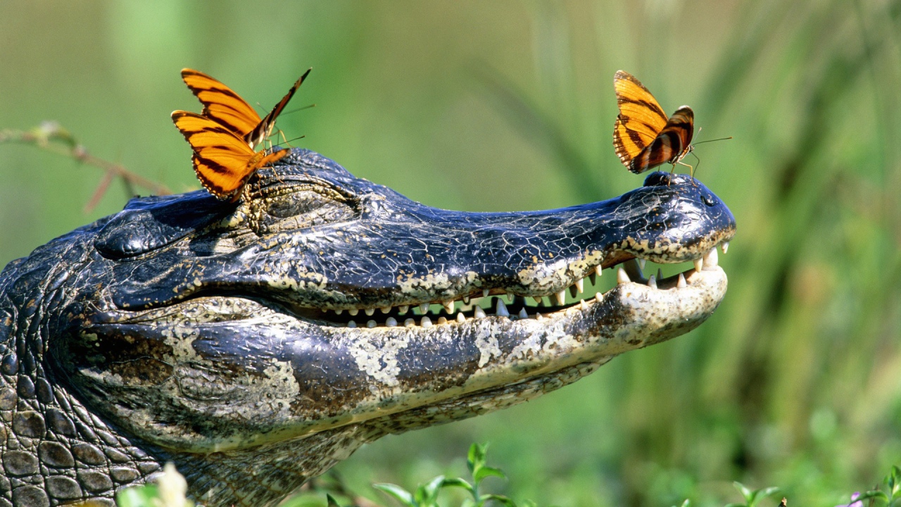 Бабочки на голове крокодила