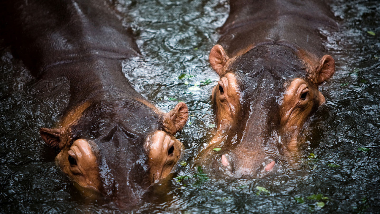 Бегемоты в воде