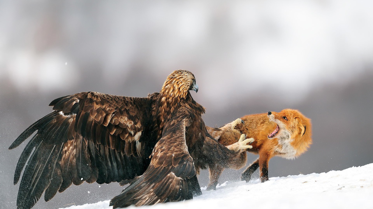 Орел напал на лису