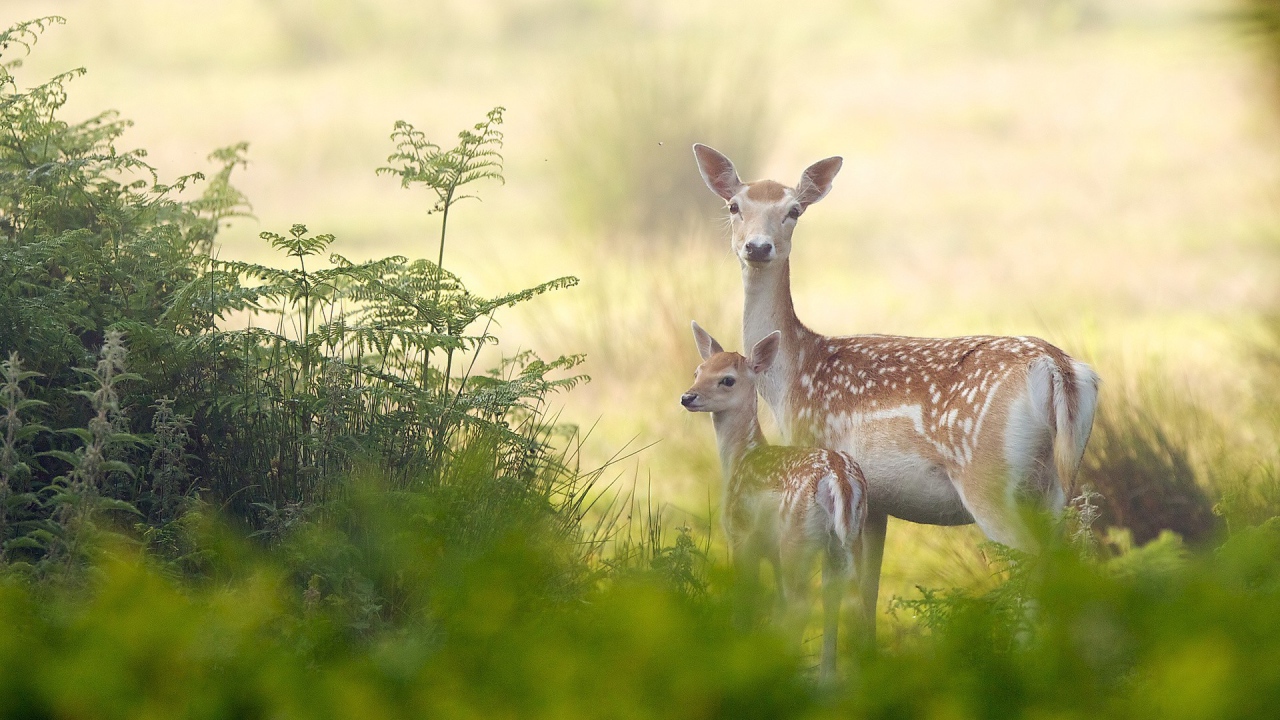 Олениха с детенышем в лесу