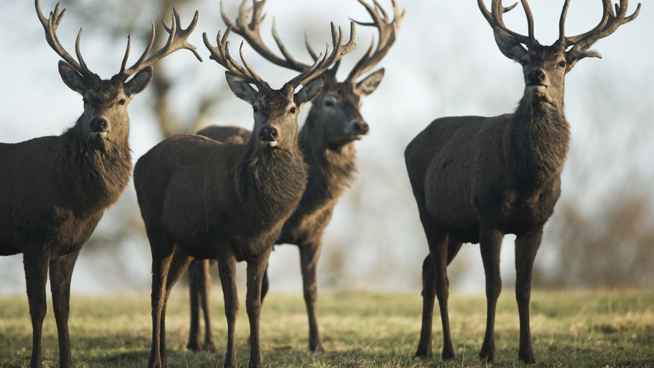 Четыре гордых оленя