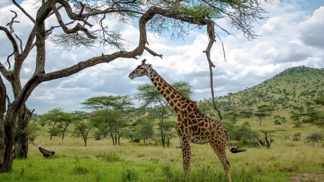 Жираф стоит под деревом