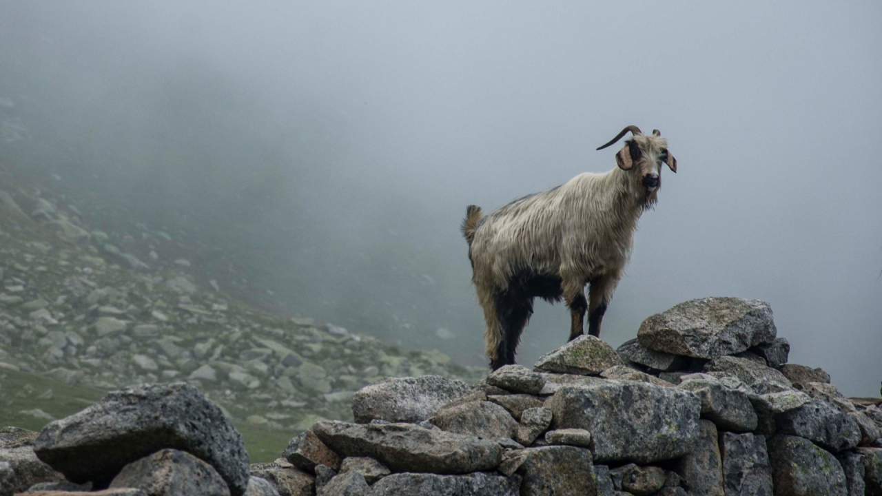 Горный козел стоит на камнях