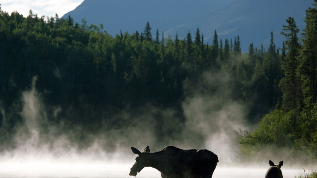 Лосиха с теленком
