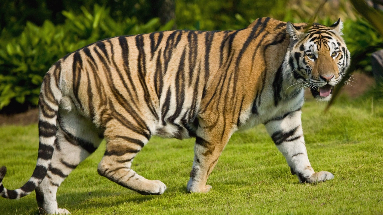 Большой тигр на газоне