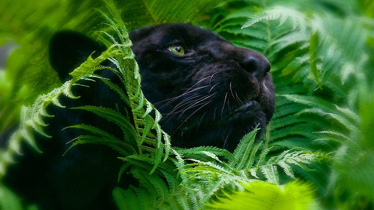 Черная пантера в зеленых зарослях