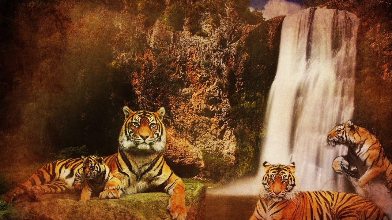 Семья тигров у водопада