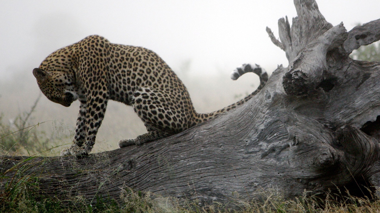 Леопард приводит себя в порядок