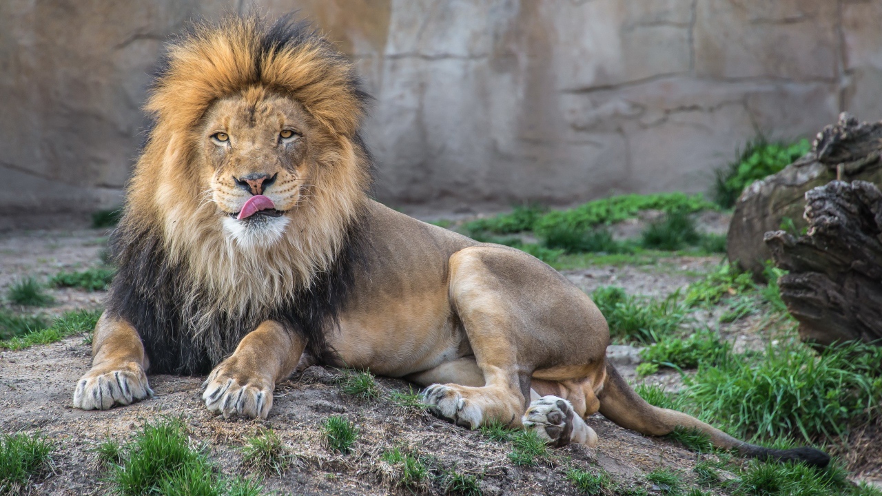 Лев в зоопарке облизывает нос