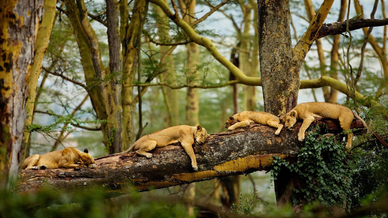 Львы отдыхают на дереве в джунглях