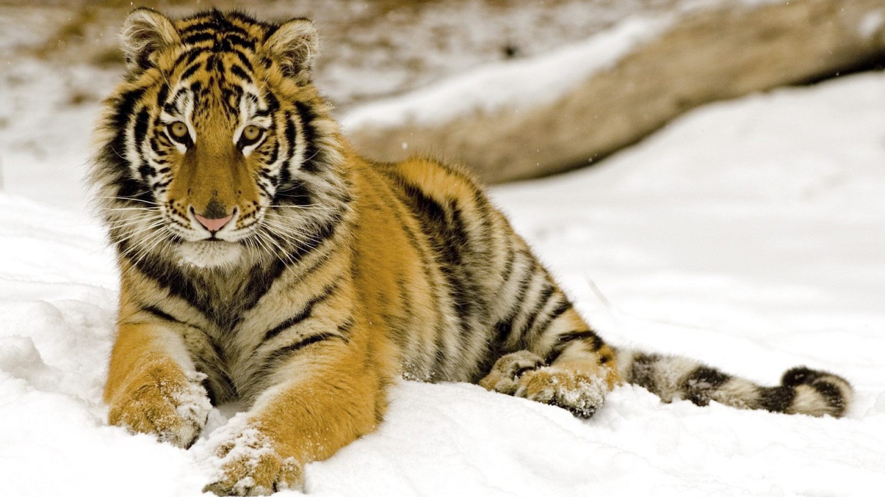 Маленький тигренок на снегу