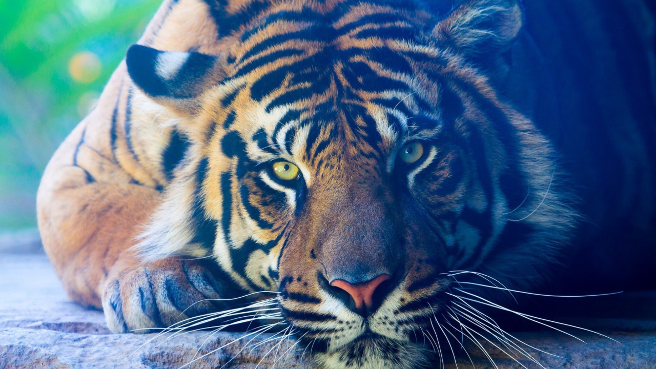 Задумчивый тигр лежит на камне