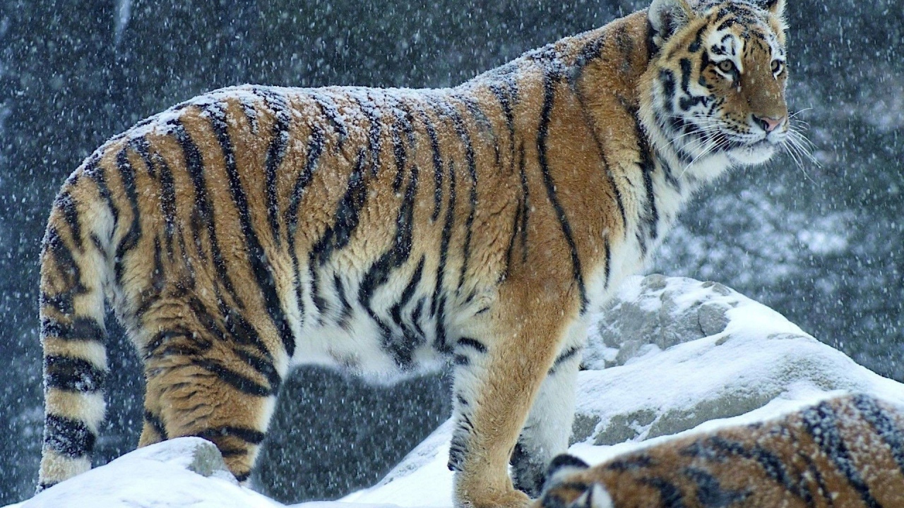 Снег на спине тигра