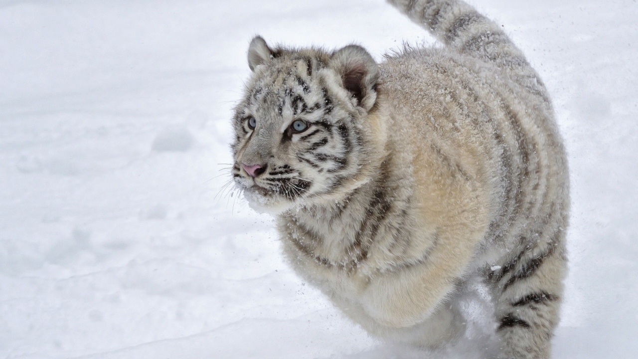 Голубоглазый тигренок бежит по снегу