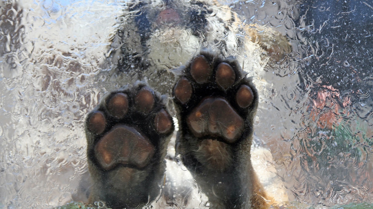 Тигр на льду