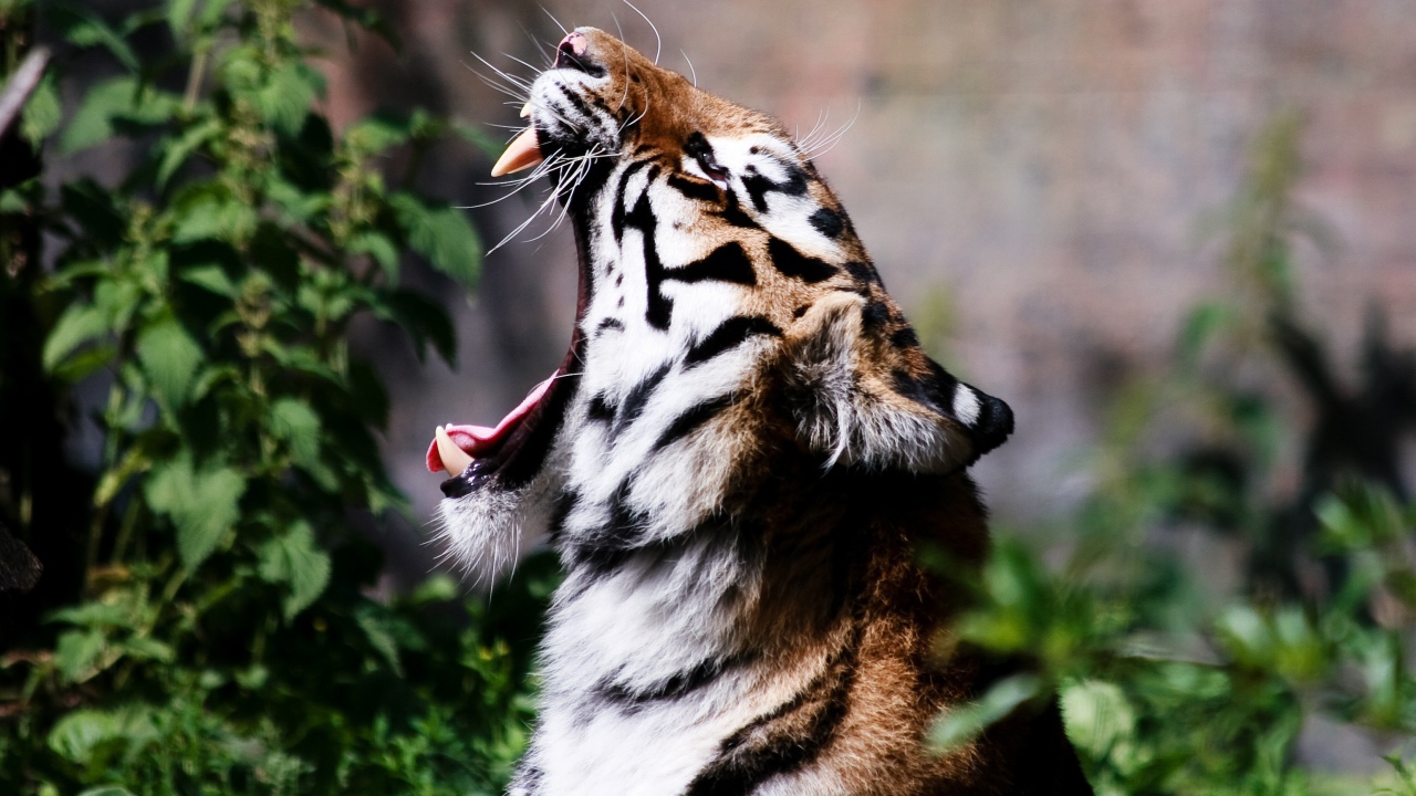 Тигр широко разинул пасть