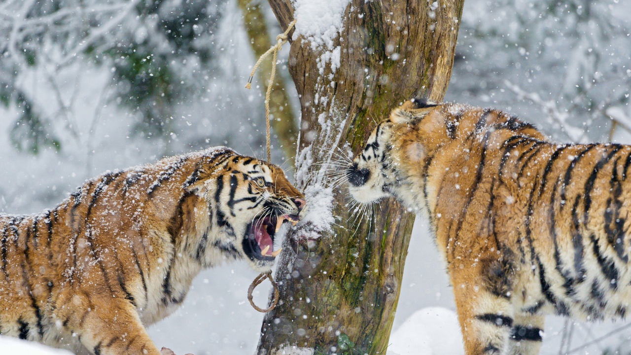 Тигры на снегу выясняют отношения
