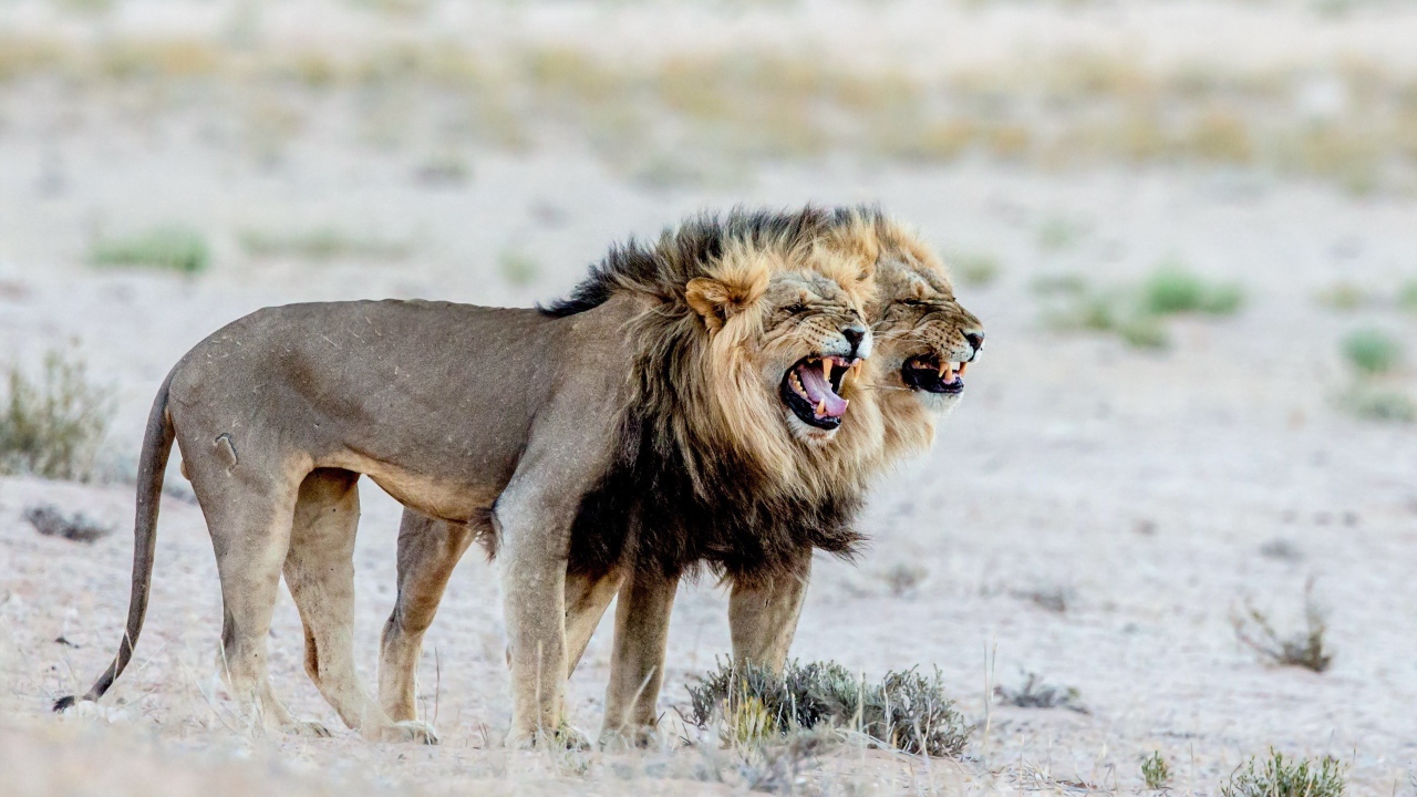 Два старых голодных льва