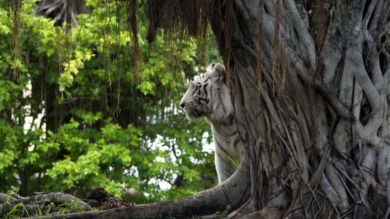Белый тигр за деревом