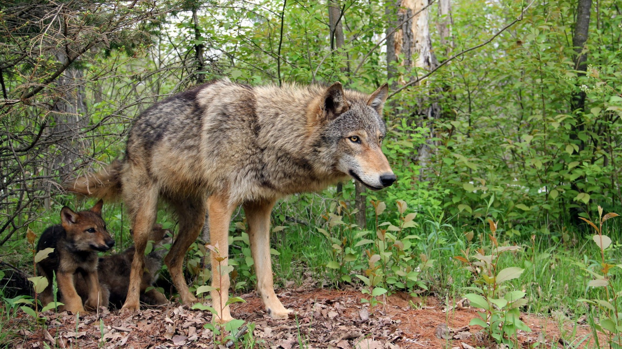 Волчица охраняет своих детей