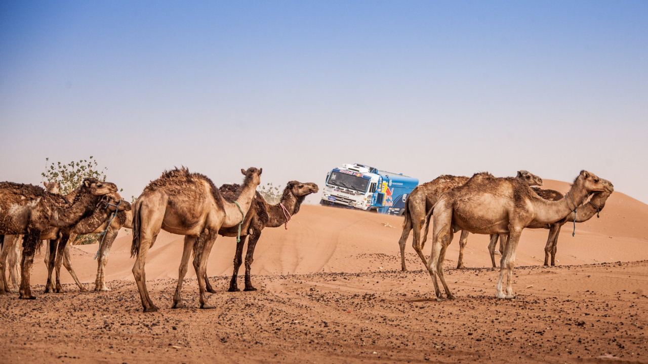 КАМАЗ в пустыне на дакар 2015