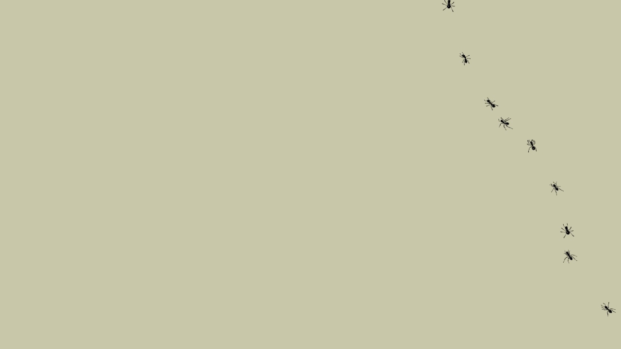 Муравьи на мониторе, серый фон