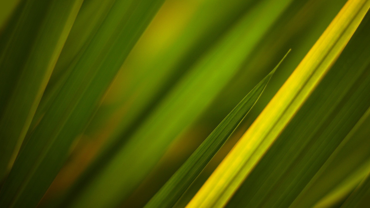 Фон из зеленой травы