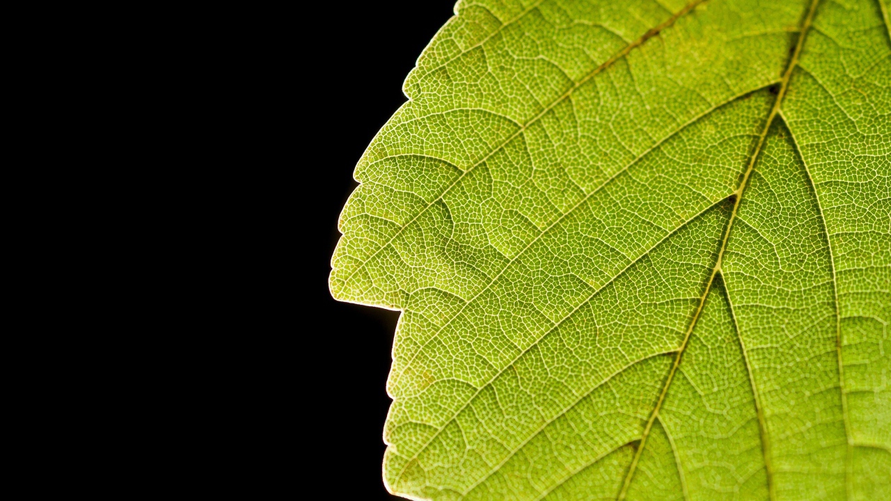 Зеленый лист и черный фон