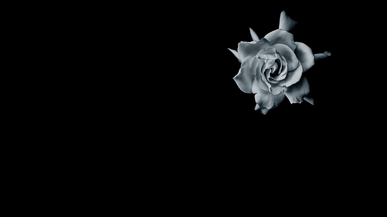 Серая роза на черном фоне