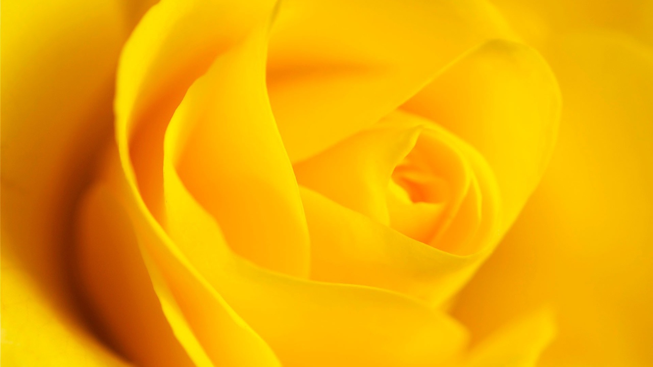 Цветок розы, желтый фон