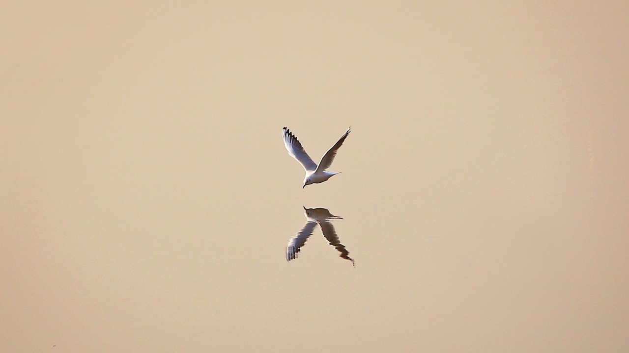 Чайка отражается в воде, светлый фон