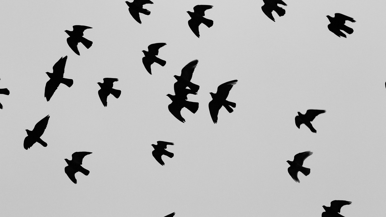 Силуэты черных птиц, серый фон