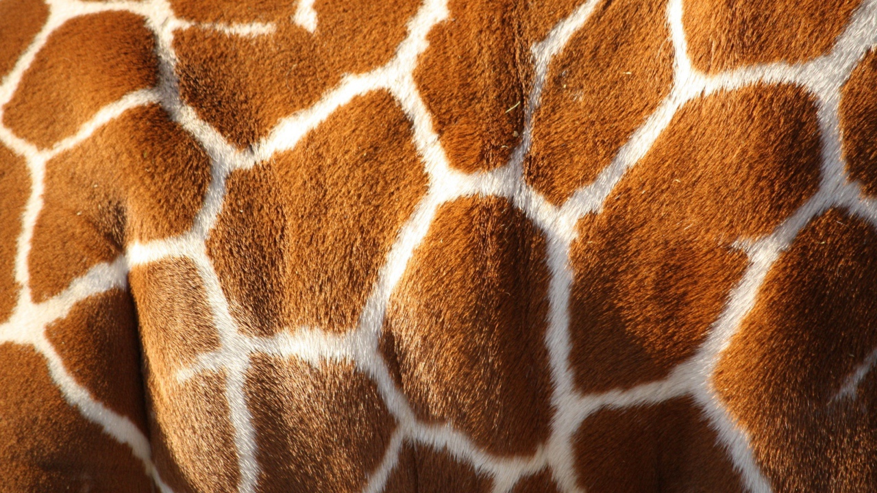 Шкура жирафа, текстура